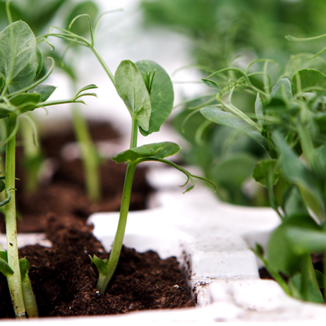 Close up image of pea shoots